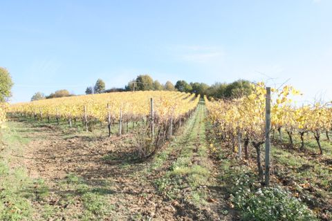 Terra a Ripatransone, Ascoli Piceno, Ripatransone - € 195.000 | Ref: 1577 - foto 12