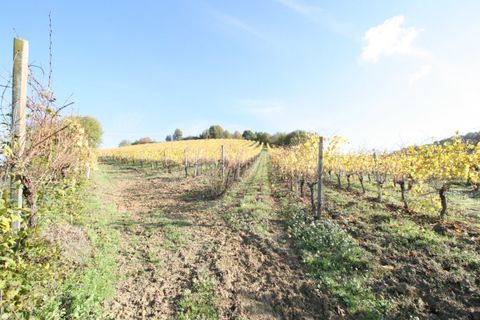 Terra a Ripatransone, Ascoli Piceno, Ripatransone - € 195.000 | Ref: 1577 - foto 13