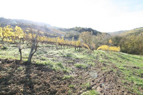 Terra a Ripatransone, Ascoli Piceno, Ripatransone - € 195.000 | Ref: 1577 - foto 14