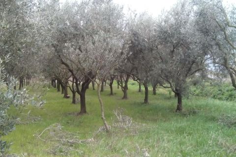 Helårsgrund i Pisa, Pisa, Pisa - € 26.000 | Ref: 2015104 - foto 2