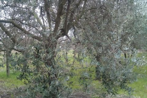 Helårsgrund i Pisa, Pisa, Pisa - € 26.000 | Ref: 2015104 - foto 3