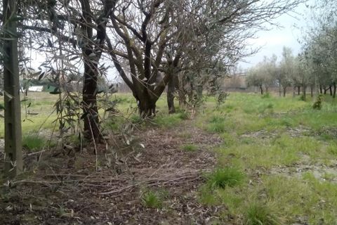 Helårsgrund i Pisa, Pisa, Pisa - € 26.000 | Ref: 2015104 - foto 4