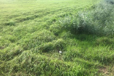 Helårsgrund i Pisa, Pisa, Pisa - € 10.000 | Ref: 2023247 - foto 5