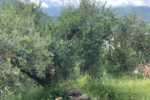 Terra a Camporosso, Imperia, Camporosso - € 45.000 | Ref: F159-1413 - foto 3