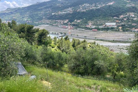 Terra a Camporosso, Imperia, Camporosso - € 45.000 | Ref: F159-1413 - foto 7