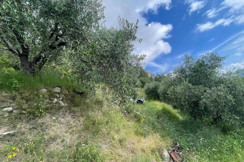 Terra a Camporosso, Imperia, Camporosso - € 45.000 | Ref: F159-1413 - foto 8