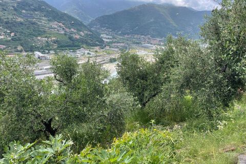 Terra a Camporosso, Imperia, Camporosso - € 45.000 | Ref: F159-1413 - foto 9