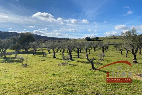 Helårsgrund i Cassaro, Siracusa, Cassaro - € 700.000 | Ref: 4021 - foto 11