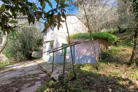 Landejendom i Pietrasanta, Lucca, Pietrasanta - € 450.000 | Ref: 2555 - foto 3