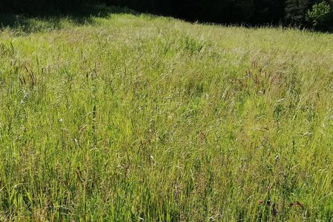 Terra a Massarosa, Lucca, Massarosa - € 300/mes | Ref: T.P. - foto 8