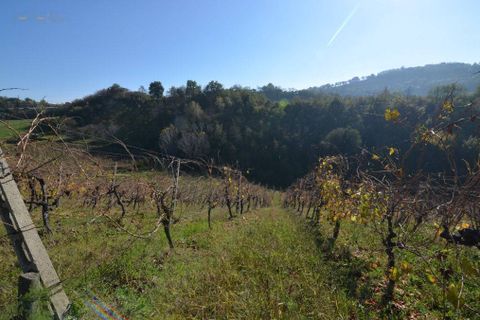 Landejendom i Castignano, Ascoli Piceno, Castignano - € 98.000 | Ref: 33195 - foto 30