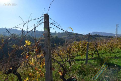 Landejendom i Castignano, Ascoli Piceno, Castignano - € 98.000 | Ref: 33195 - foto 31