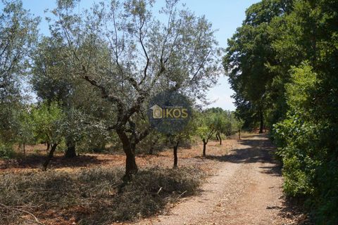 Helårsgrund i Monopoli, Bari, Monopoli - € 46.000 | Ref: 0039bis - foto 3