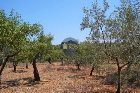 Helårsgrund i Monopoli, Bari, Monopoli - € 46.000 | Ref: 0039bis - foto 4
