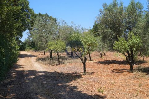 Helårsgrund i Monopoli, Bari, Monopoli - € 46.000 | Ref: 0039bis - foto 7