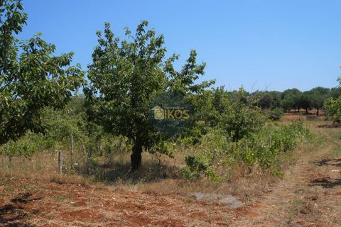 Helårsgrund i Monopoli, Bari, Monopoli - € 46.000 | Ref: 0039bis - foto 8