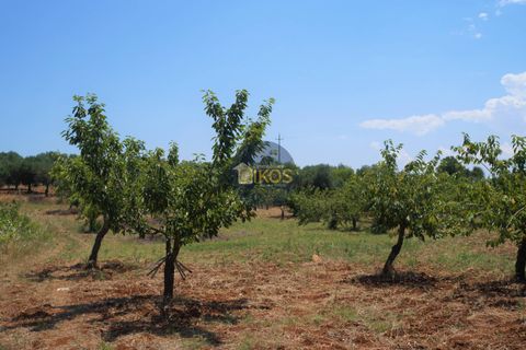 Helårsgrund i Monopoli, Bari, Monopoli - € 46.000 | Ref: 0039bis - foto 10