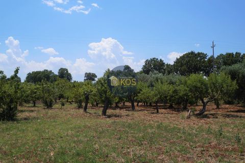Helårsgrund i Monopoli, Bari, Monopoli - € 46.000 | Ref: 0039bis - foto 12