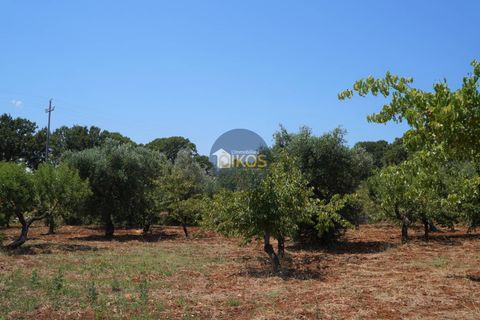 Helårsgrund i Monopoli, Bari, Monopoli - € 46.000 | Ref: 0039bis - foto 13