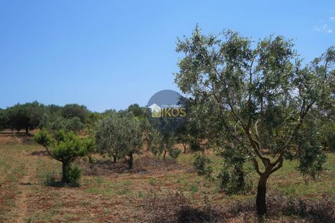 Helårsgrund i Monopoli, Bari, Monopoli - € 46.000 | Ref: 0039bis - foto 14