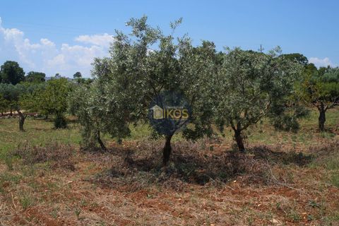 Helårsgrund i Monopoli, Bari, Monopoli - € 46.000 | Ref: 0039bis - foto 21