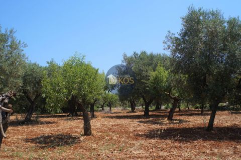 Helårsgrund i Monopoli, Bari, Monopoli - € 46.000 | Ref: 0039bis - foto 29