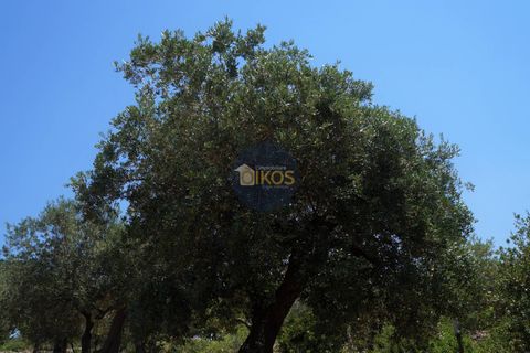 Helårsgrund i Monopoli, Bari, Monopoli - € 46.000 | Ref: 0039bis - foto 32