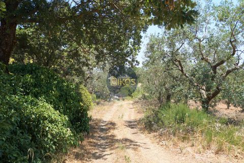 Helårsgrund i Monopoli, Bari, Monopoli - € 46.000 | Ref: 0039bis - foto 38