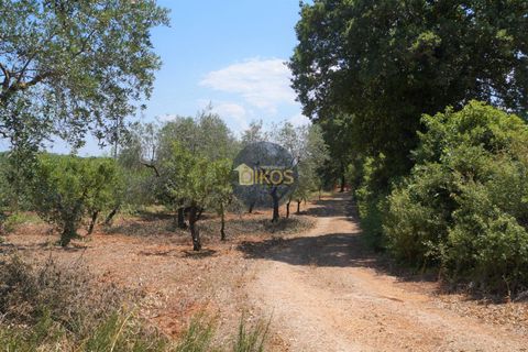 Helårsgrund i Monopoli, Bari, Monopoli - € 46.000 | Ref: 0039bis - foto 39