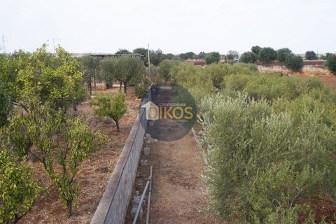 Terra a Polignano a Mare, Bari, Polignano a Mare - € 135.000 | Ref: 131 - foto 19