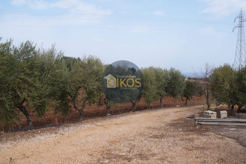Terra a Polignano a Mare, Bari, Polignano a Mare - € 135.000 | Ref: 131 - foto 28