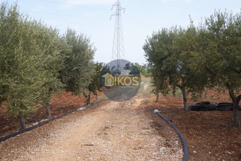 Terra a Polignano a Mare, Bari, Polignano a Mare - € 135.000 | Ref: 131 - foto 32