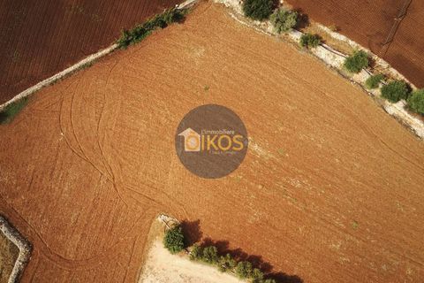 Terra a Polignano a Mare, Bari, Polignano a Mare - € 135.000 | Ref: 131 - foto 44
