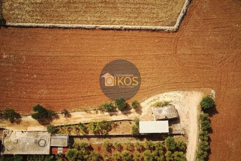 Terra a Polignano a Mare, Bari, Polignano a Mare - € 135.000 | Ref: 131 - foto 47