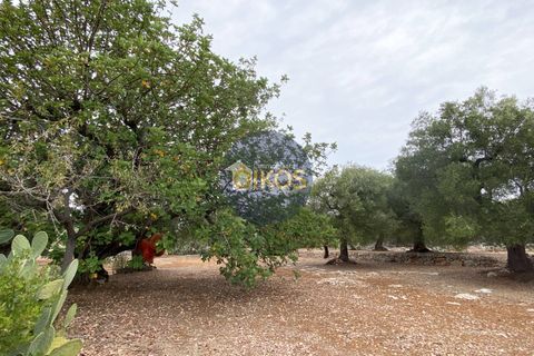 Helårsgrund i Monopoli, Bari, Monopoli - € 75.000 | Ref: 129 - foto 3