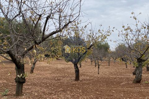 Helårsgrund i Monopoli, Bari, Monopoli - € 75.000 | Ref: 129 - foto 5