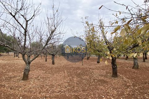 Helårsgrund i Monopoli, Bari, Monopoli - € 75.000 | Ref: 129 - foto 11