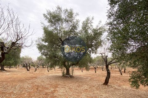 Helårsgrund i Monopoli, Bari, Monopoli - € 75.000 | Ref: 129 - foto 12