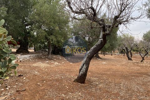 Helårsgrund i Monopoli, Bari, Monopoli - € 75.000 | Ref: 129 - foto 13