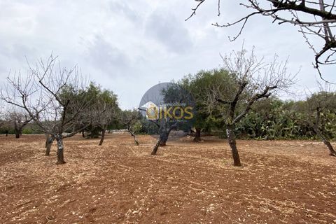 Helårsgrund i Monopoli, Bari, Monopoli - € 75.000 | Ref: 129 - foto 14