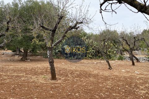 Helårsgrund i Monopoli, Bari, Monopoli - € 75.000 | Ref: 129 - foto 15
