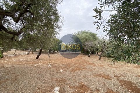 Helårsgrund i Monopoli, Bari, Monopoli - € 75.000 | Ref: 129 - foto 16