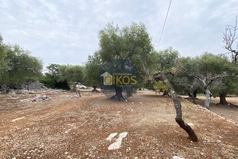 Helårsgrund i Monopoli, Bari, Monopoli - € 75.000 | Ref: 129 - foto 18