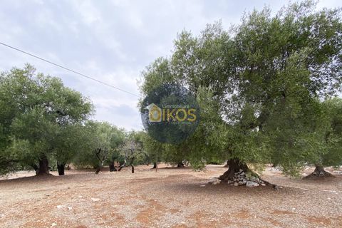 Helårsgrund i Monopoli, Bari, Monopoli - € 75.000 | Ref: 129 - foto 21