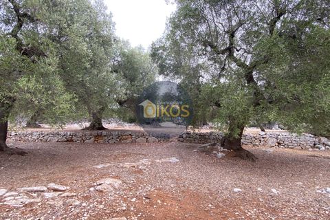 Helårsgrund i Monopoli, Bari, Monopoli - € 75.000 | Ref: 129 - foto 22