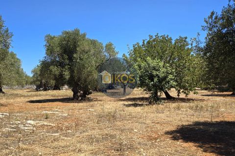 Terra a Monopoli, Bari, Monopoli - € 90.000 | Ref: 149 - foto 3