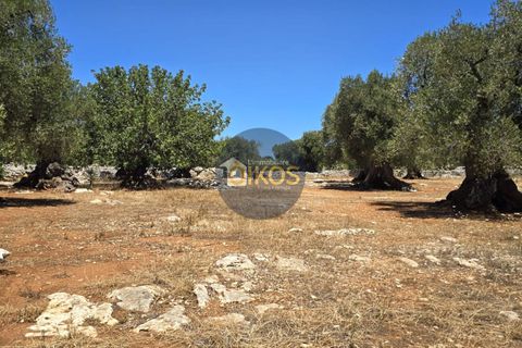 Terra a Monopoli, Bari, Monopoli - € 90.000 | Ref: 149 - foto 4
