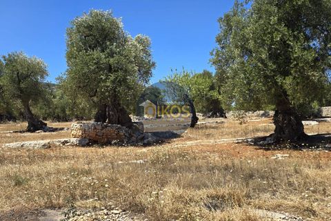 Terra a Monopoli, Bari, Monopoli - € 90.000 | Ref: 149 - foto 6