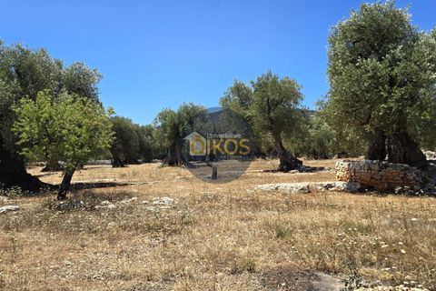 Terra a Monopoli, Bari, Monopoli - € 90.000 | Ref: 149 - foto 7