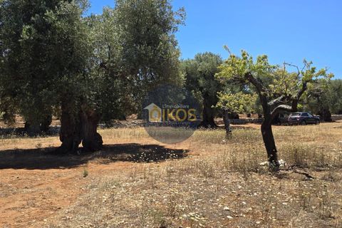 Terra a Monopoli, Bari, Monopoli - € 90.000 | Ref: 149 - foto 9